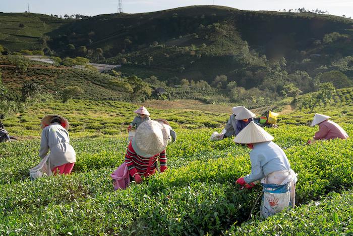 LINK PENDAFTARAN PETANI MILENIAL 2024 dan Cara Daftar Agar Dapat Rp10 Juta per Bulan